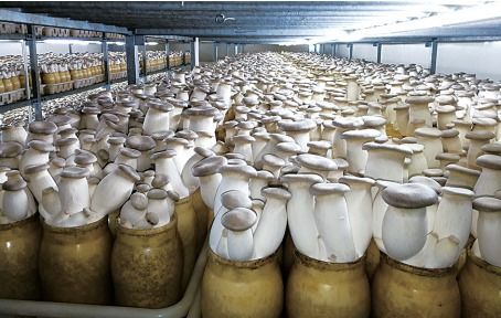 中國食用菌工廠化該如何發(fā)展